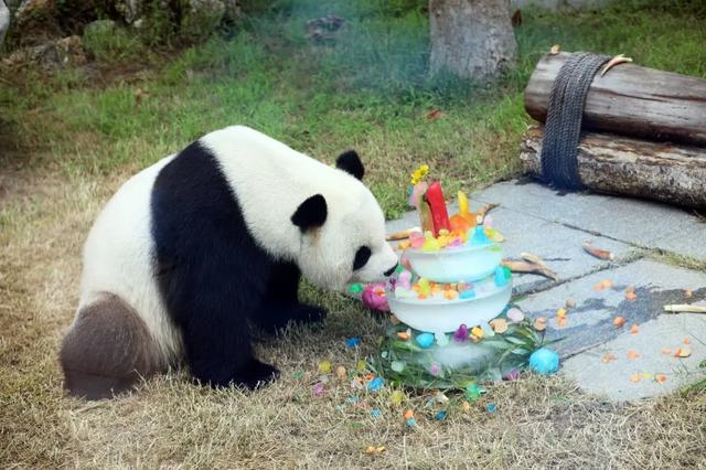 临沂动植物园为大熊猫融融和银柯举办生日会