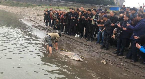 洪水中大量鲟鱼靠岸，各地频繁有人钓获，是中华鲟吗？
