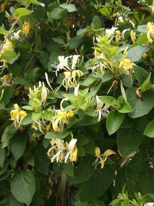 4種花用處多，摘下花瓣泡茶喝，還能清熱解暑