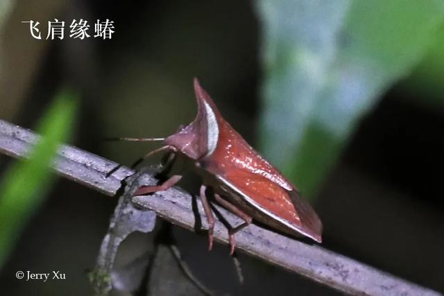 云南的夜探，才是中国夜探活动的王炸