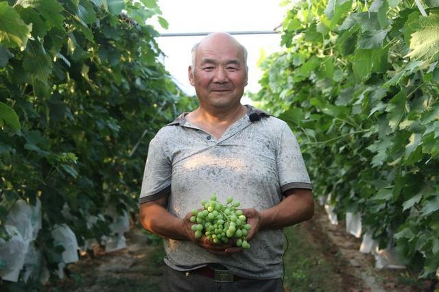 合陽(yáng)縣：搭起葡萄架 蹚出致富路（組圖）