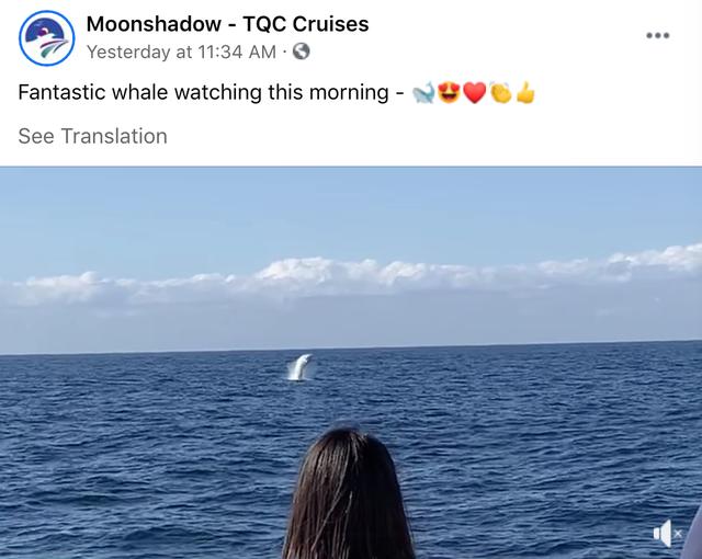 来了！4万多头座头鲸浩浩荡荡逼近悉尼港！气势