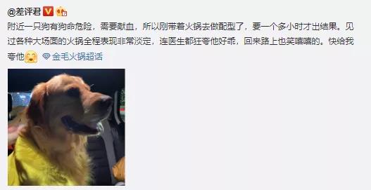 没错，狗也能献血，但被“人”喷闲得慌，说狗不配人的待遇
