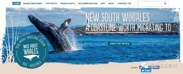 来了！4万多头座头鲸浩浩荡荡逼近悉尼港！气势