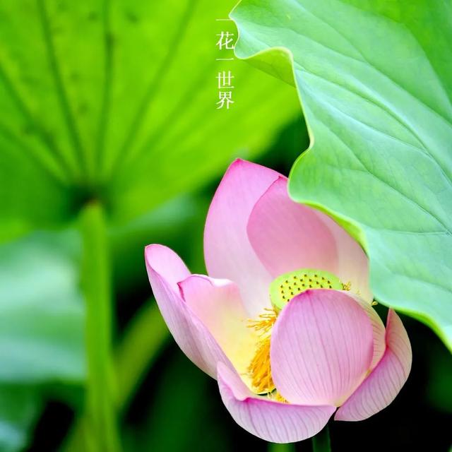 �� ���� ��