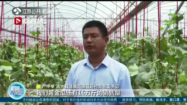 金瓜：盼您施援手 涟水县双码村16万斤黄金瓜滞销