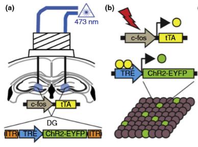 ������ʲô���ܳ���С����ϸ�����ܣ�