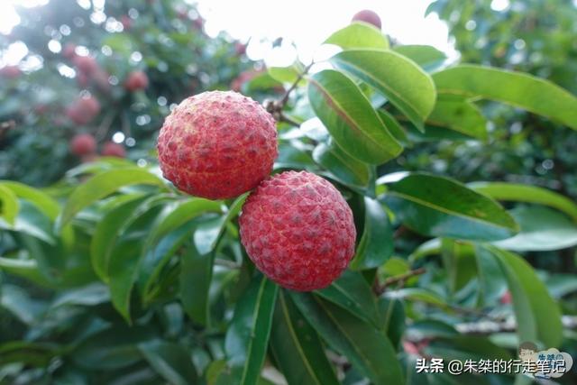 亲测推荐，惠来县境内三处人少景美的景点，而且不收门票免费开放