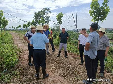 湖北武穴花桥镇：让党旗在丰收大港高高飘扬