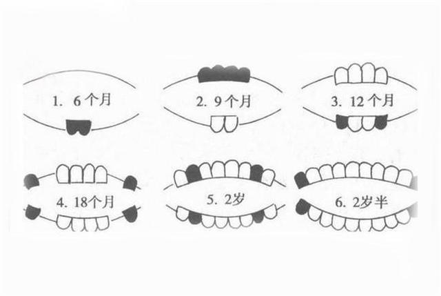 牙齿什么时候长齐(成人牙齿什么时候长齐)