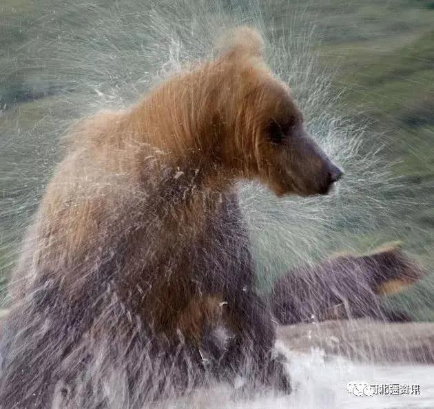 突发！内蒙古根河一只熊窜入管护站和火车站觅食（附视频）