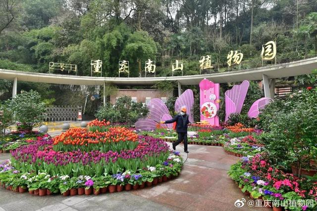 重庆周末出游指南：到公园赏花，打卡网红景点，还能给自己充电