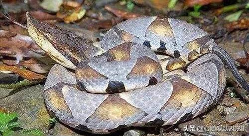 民间传说的五步蛇到底是什么蛇？它的毒性如何