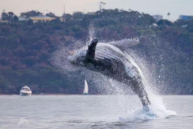 来了！4万多头座头鲸浩浩荡荡逼近悉尼港！气势