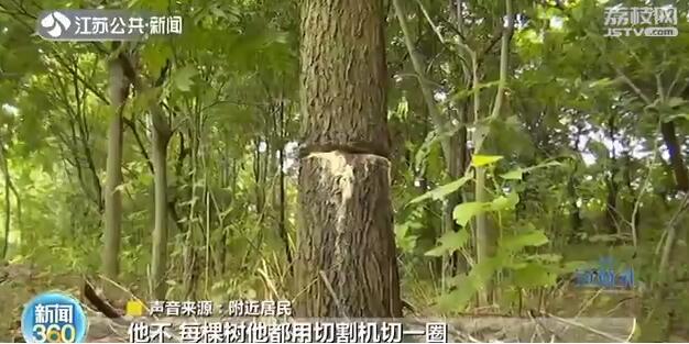 南京：&ldquo;杀害&rdquo;树木也入刑！附近居民：手段残忍