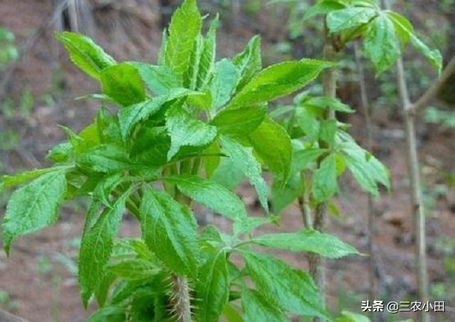 刺五加茶的功效是什么農村叫做刺五加的野菜怎么吃