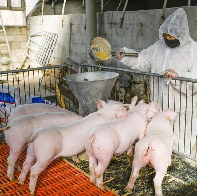 中国研究人员发现新型猪流感病毒，具有大流行病潜力