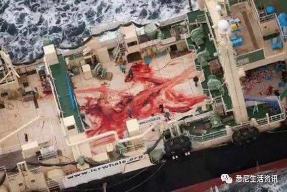 来了！4万多头座头鲸浩浩荡荡逼近悉尼港！气势