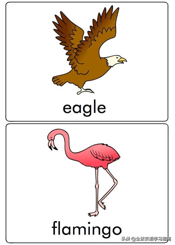 图片[32]-113张图让你记住所有动物类英语单词，分类汇总，建议收藏起来-笑傲英语网