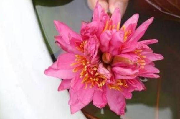 睡莲|广州七蒂睡莲拟申请吉尼斯世界纪录 网友：快拜一拜求好运