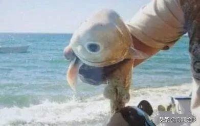 盘点世界七大畸形生物！双头猫、蜥蜴人、双嘴