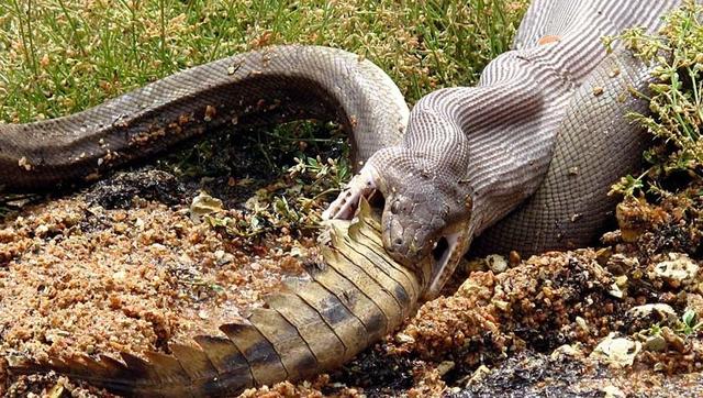 世界上最大的蛇：亚马逊森蚺-第1张图片-IT新视野