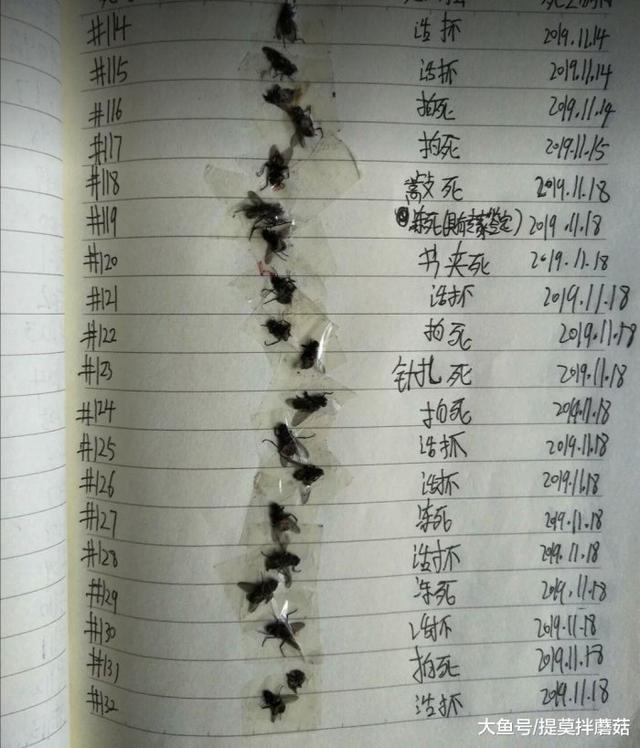 搞笑图片：你们见过苍蝇的26种死法吗？无聊网友