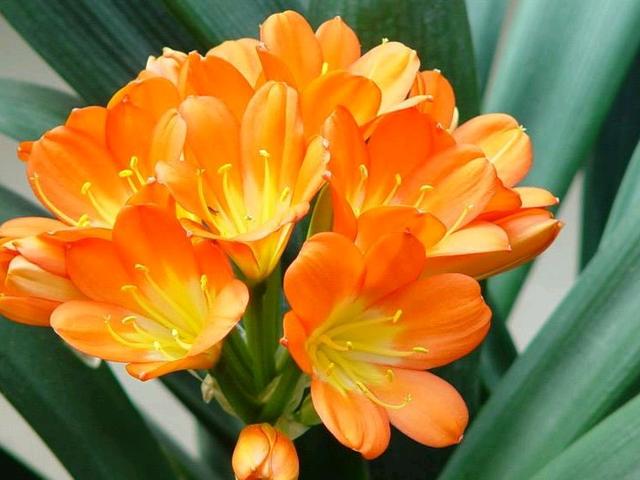 耐阴的开花植物有哪些？