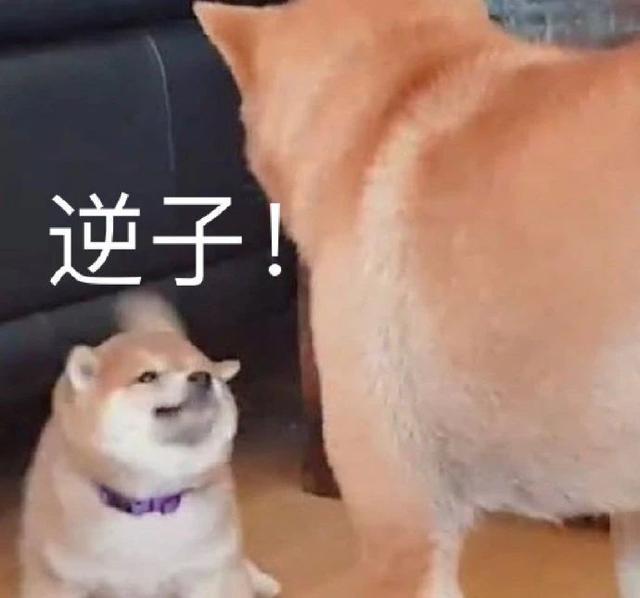 7.24 | 表情包来啦