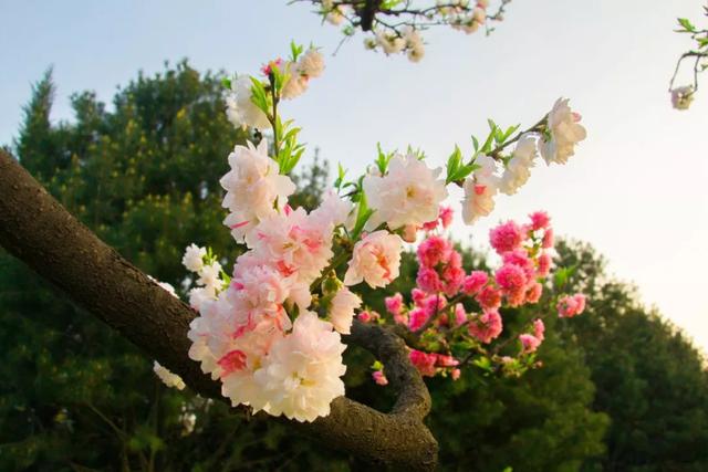 春风得意马蹄疾，一日看尽长安花