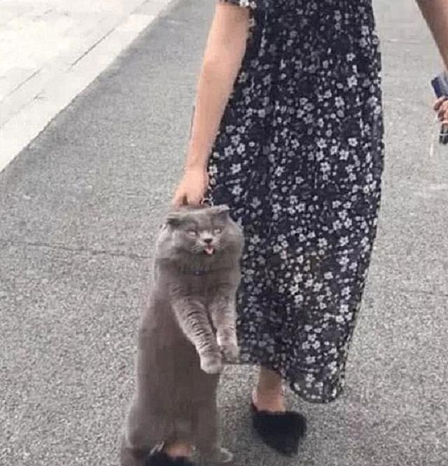 狗狗不回家，女主人拿着棍子堵在路口，画面相