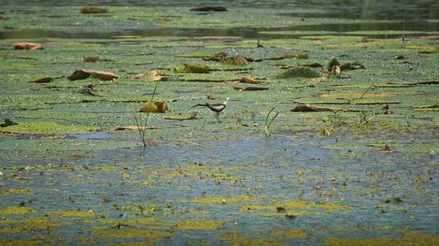 水凤凰首次入驻扬州北湖湿地公园 喜诞4只小宝宝