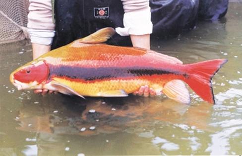 小時候很丑長大成為亞洲美人魚，這種原生魚，很多魚友都有飼養(yǎng)