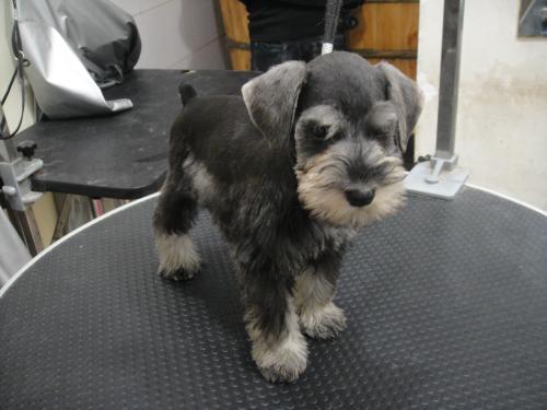 为什么说养狗最好不要选雪纳瑞？