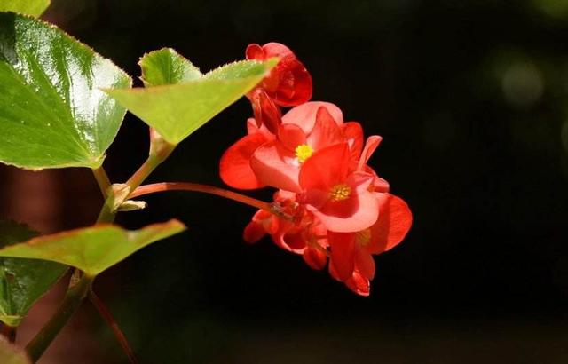 耐阴的开花植物有哪些？