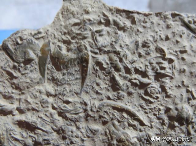 春秋时期墓陵挖出2500年前的鸡蛋，任何物品都能成为化石吗？