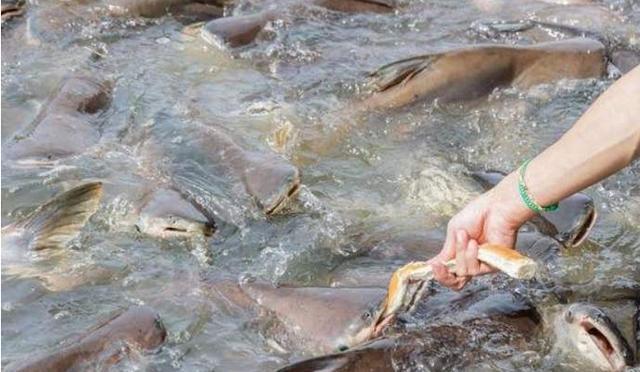 印度人不吃猪肉和牛肉，连鱼肉都十分挑剔，那他们究竟吃什么肉