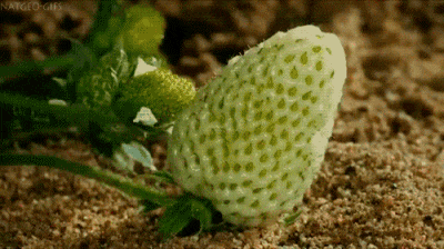爆笑GIF动图：草莓成熟的过程