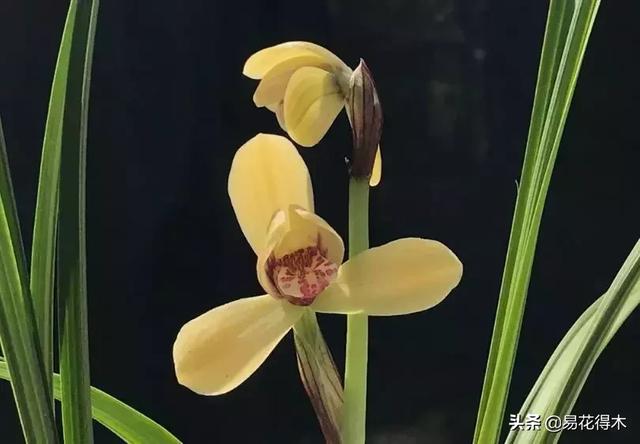 兰花品种分类