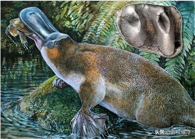 至今还在的4个古老生物，1个在中国，第4个恐龙