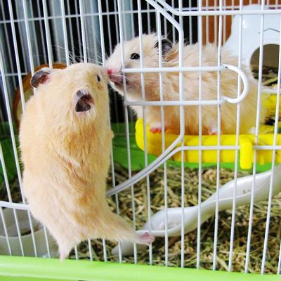 西施熊