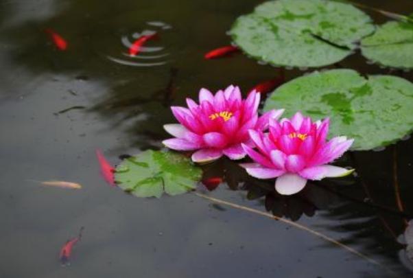 睡莲|广州七蒂睡莲拟申请吉尼斯世界纪录 网友：快拜一拜求好运