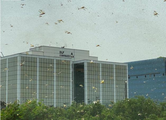 『多地』印度首都多地出现大量蝗虫群 密密麻麻遮天蔽日