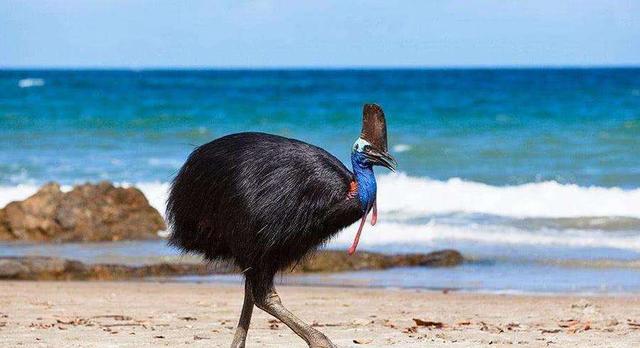 世上最危险的鸟：一脚能踢穿钢板，伤人无数，