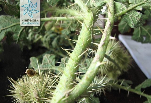 外来|吉林现26800亩外来入侵物种 黄花刺茄原产北美洲有毒物种！