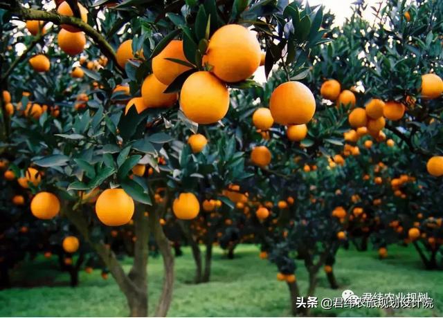 三峡橘乡田园综合体如何成为国家级田园综合体？