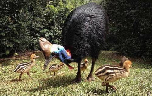 世上最危险的鸟：一脚能踢穿钢板，伤人无数，