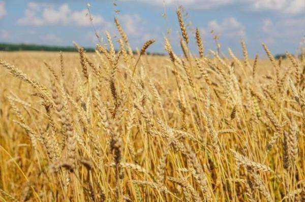 苏联粮食靠大量进口，为何俄罗斯却碾压美国，