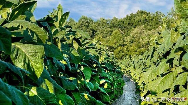 山里@贵州回应山里有龙吟声音的主人到底是谁？