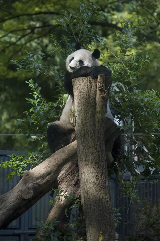 想和熊猫结婚、为看熊猫放弃妹妹婚礼！网友：